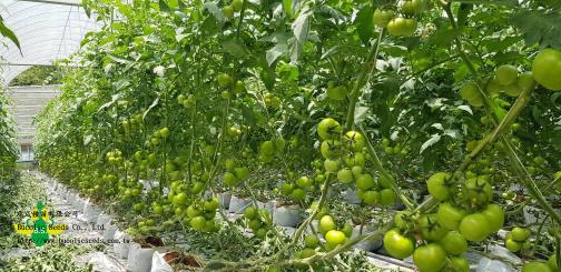 Beef Steak Tomato 9763 - Beef Steak Tomato 9763 (2)